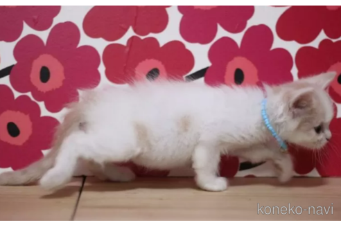 成約済の東京都のマンチカン-101535の2枚目